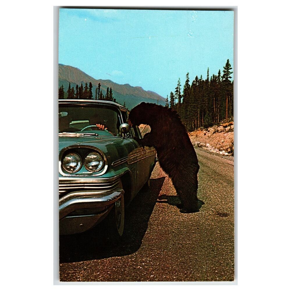 Vintage Postcard Black Bear & Car "LET'S SEE YOUR LICENSE" Stelling Color Card